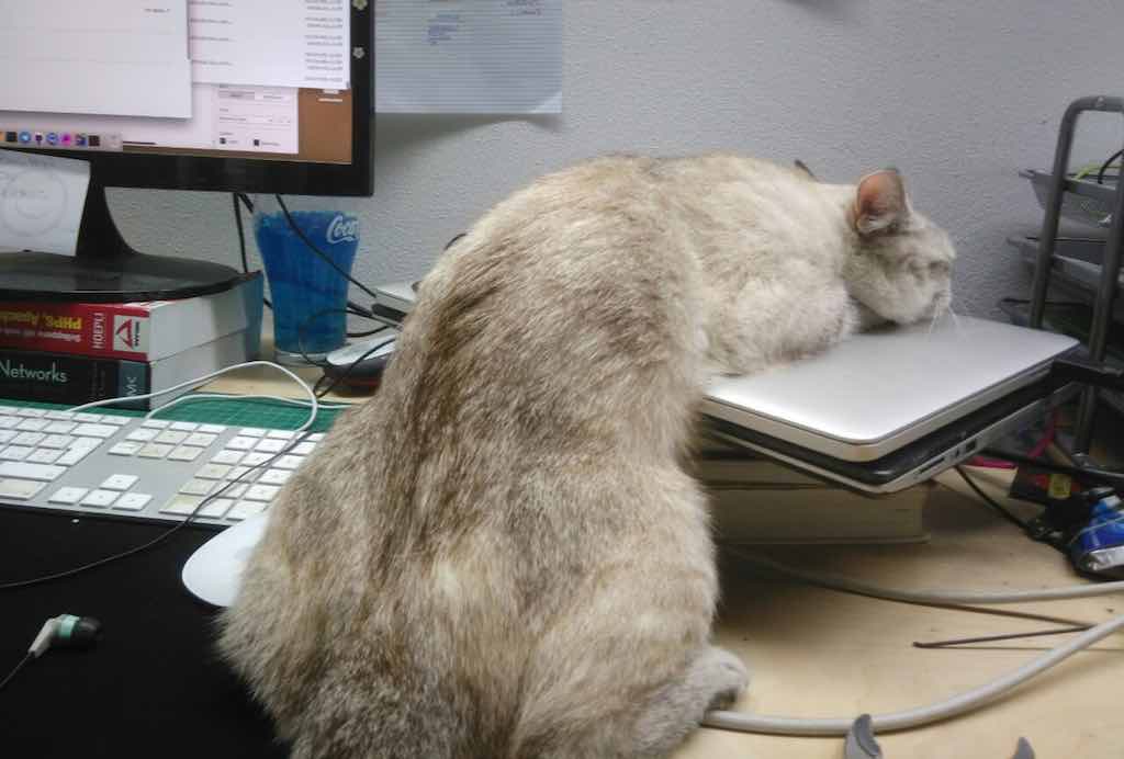 agnese-cat