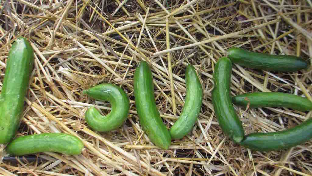 love-cucumber